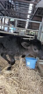 ひょっこりはん